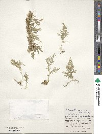 Selaginella involvens image