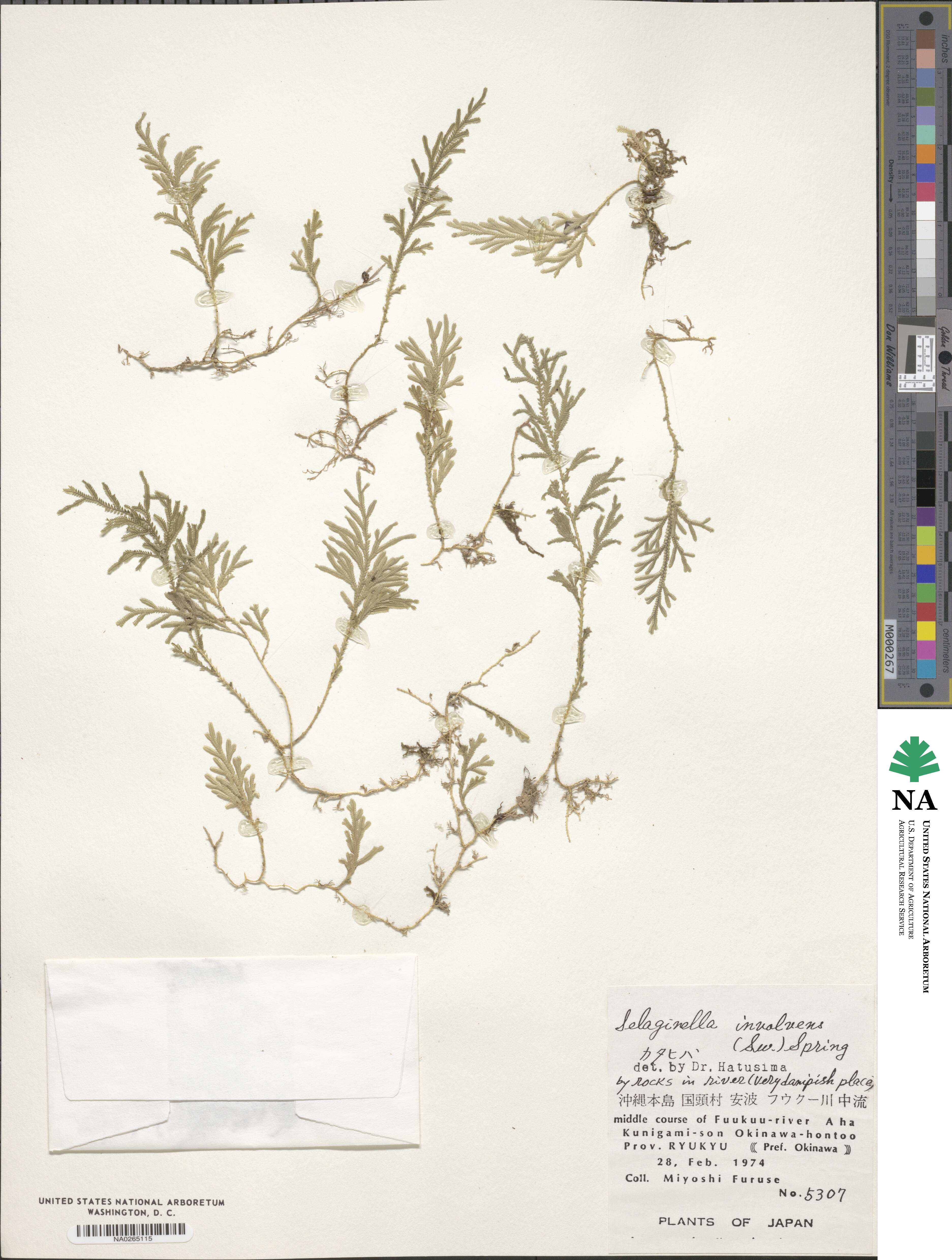 Selaginella involvens image