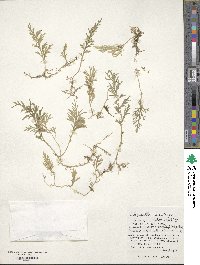 Selaginella involvens image