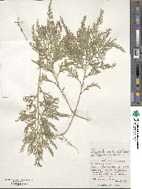 Selaginella involvens image