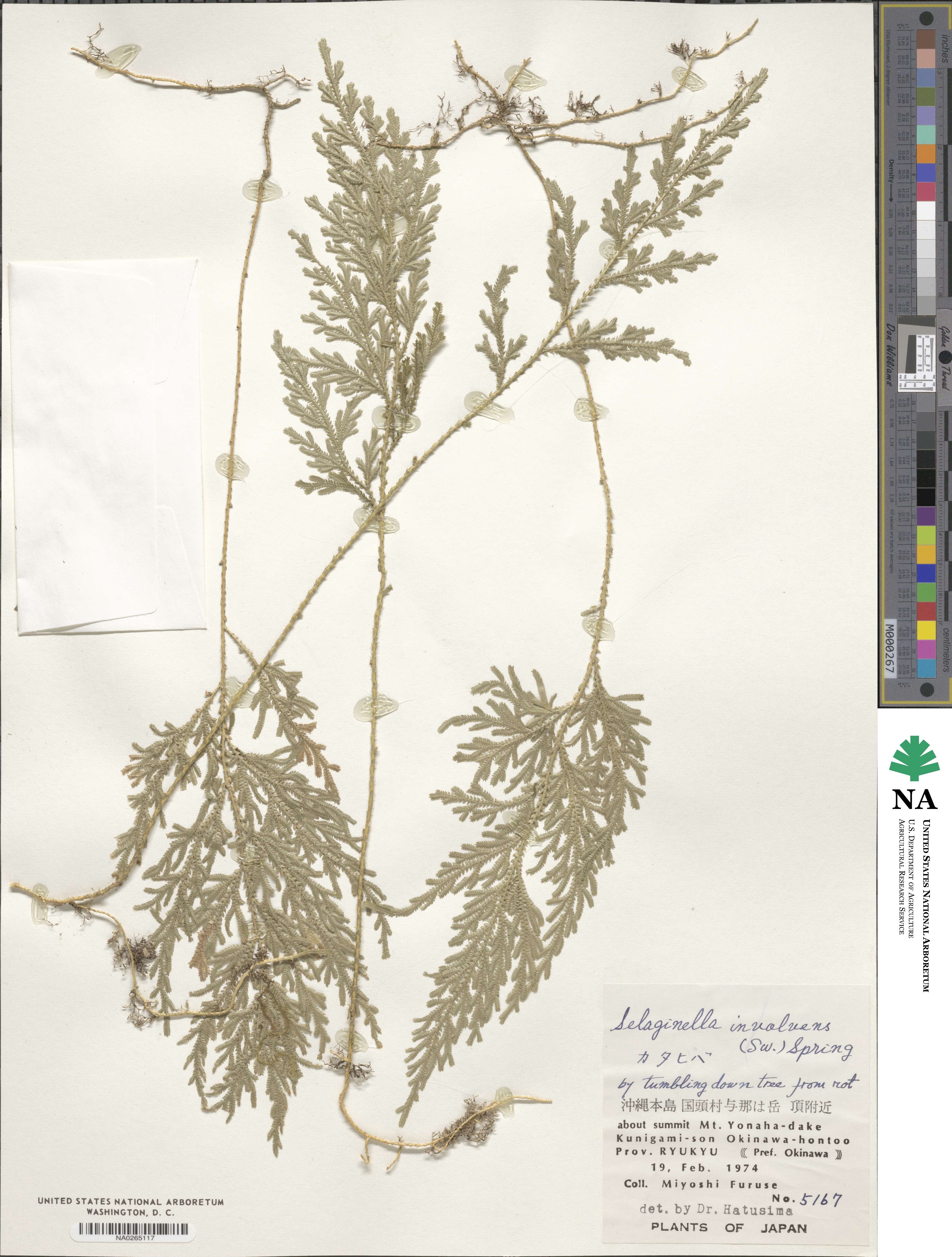 Selaginella involvens image