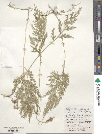 Selaginella involvens image