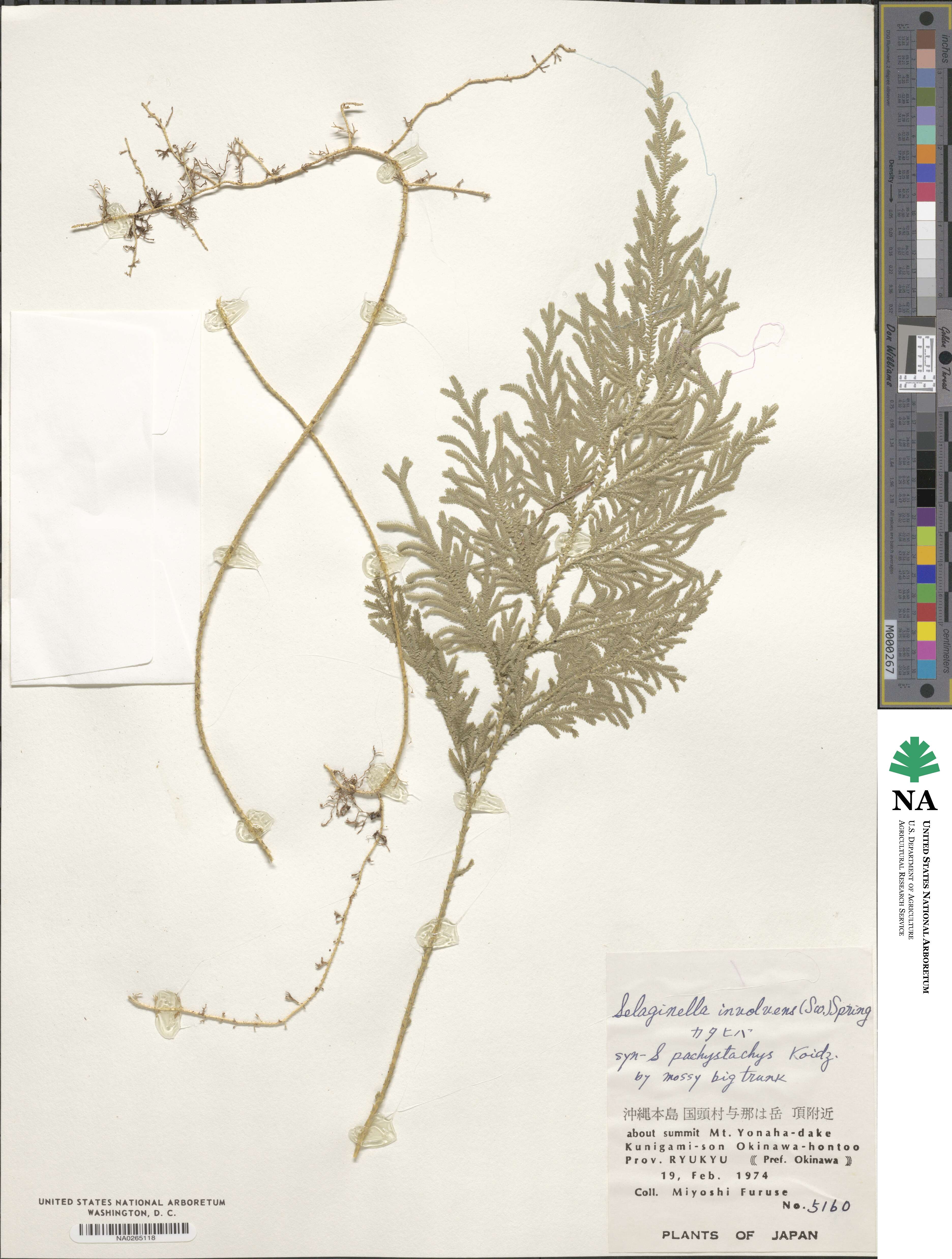 Selaginella involvens image