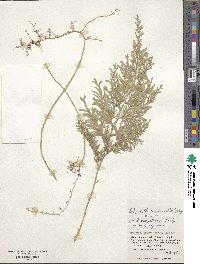 Selaginella involvens image