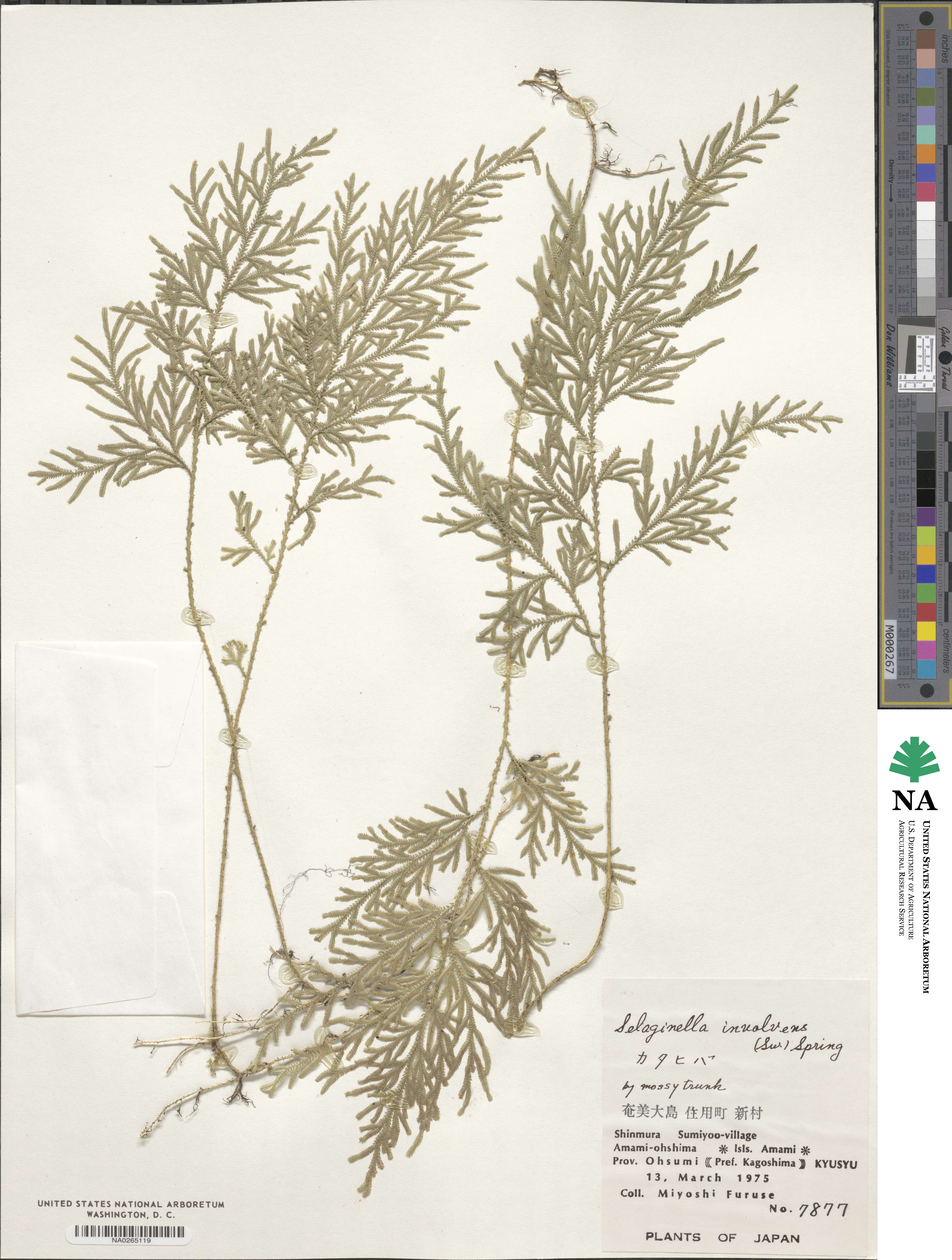 Selaginella involvens image