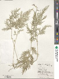 Selaginella involvens image