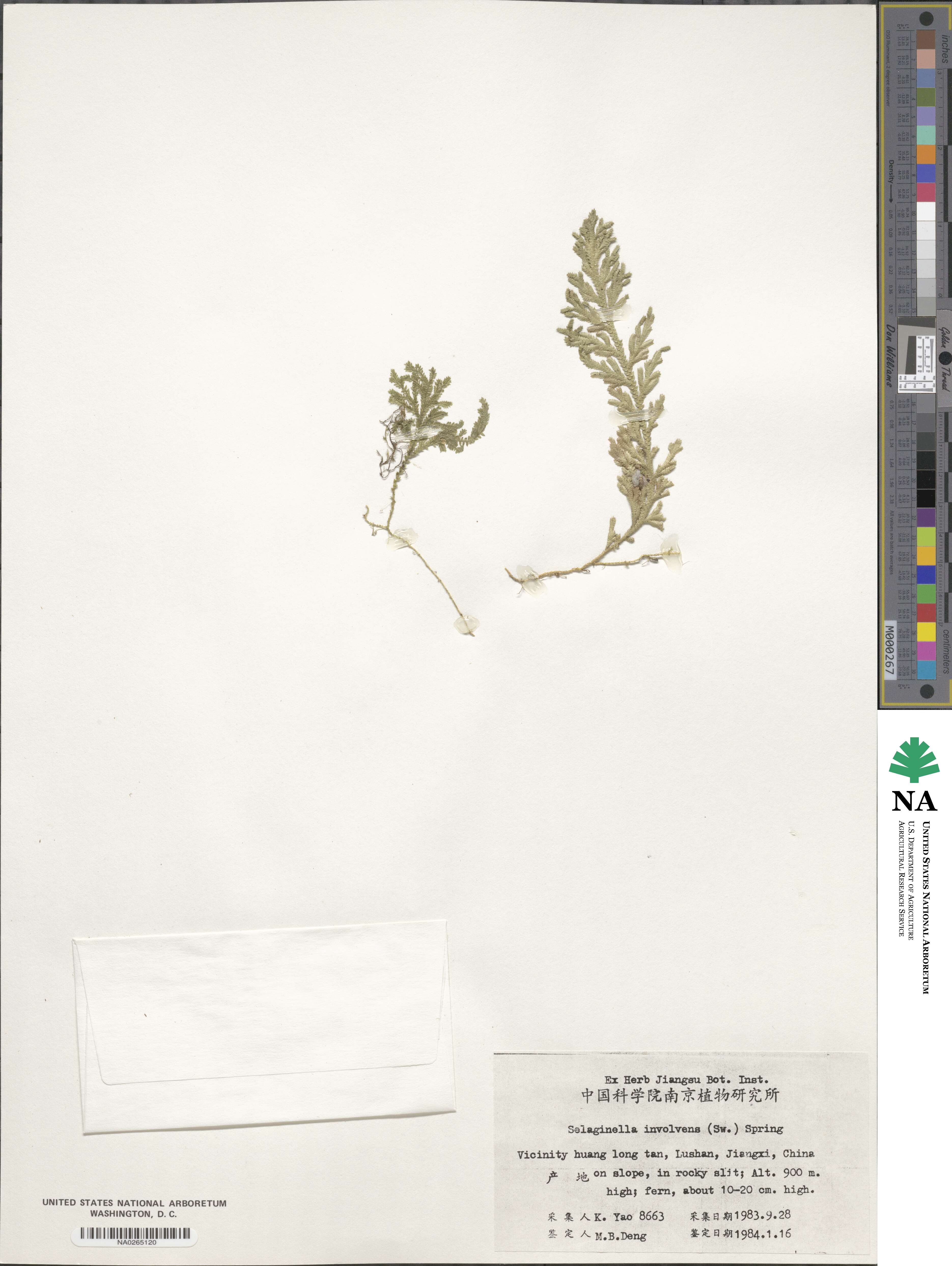 Selaginella involvens image