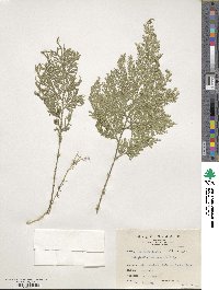 Selaginella involvens image