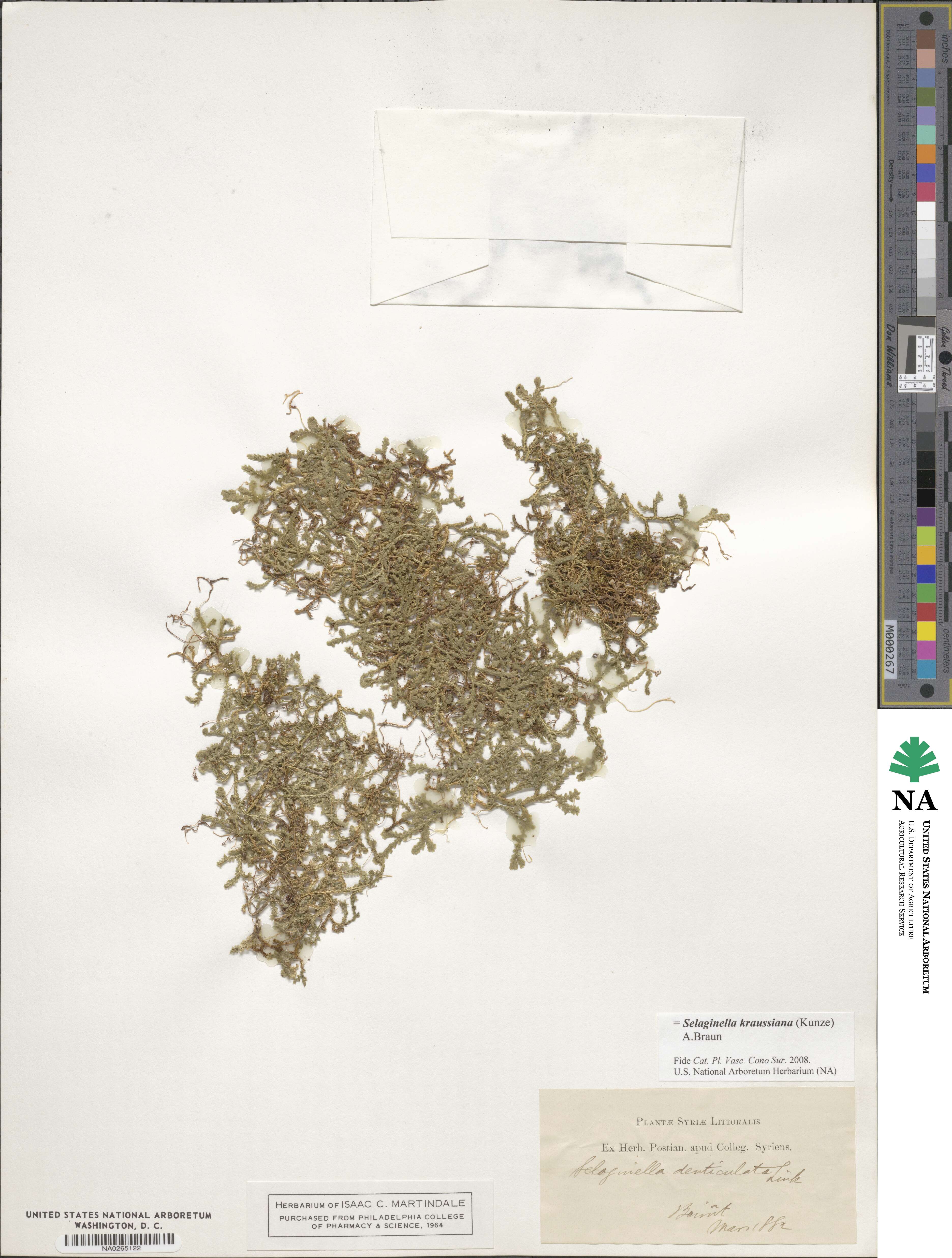 Selaginella kraussiana image