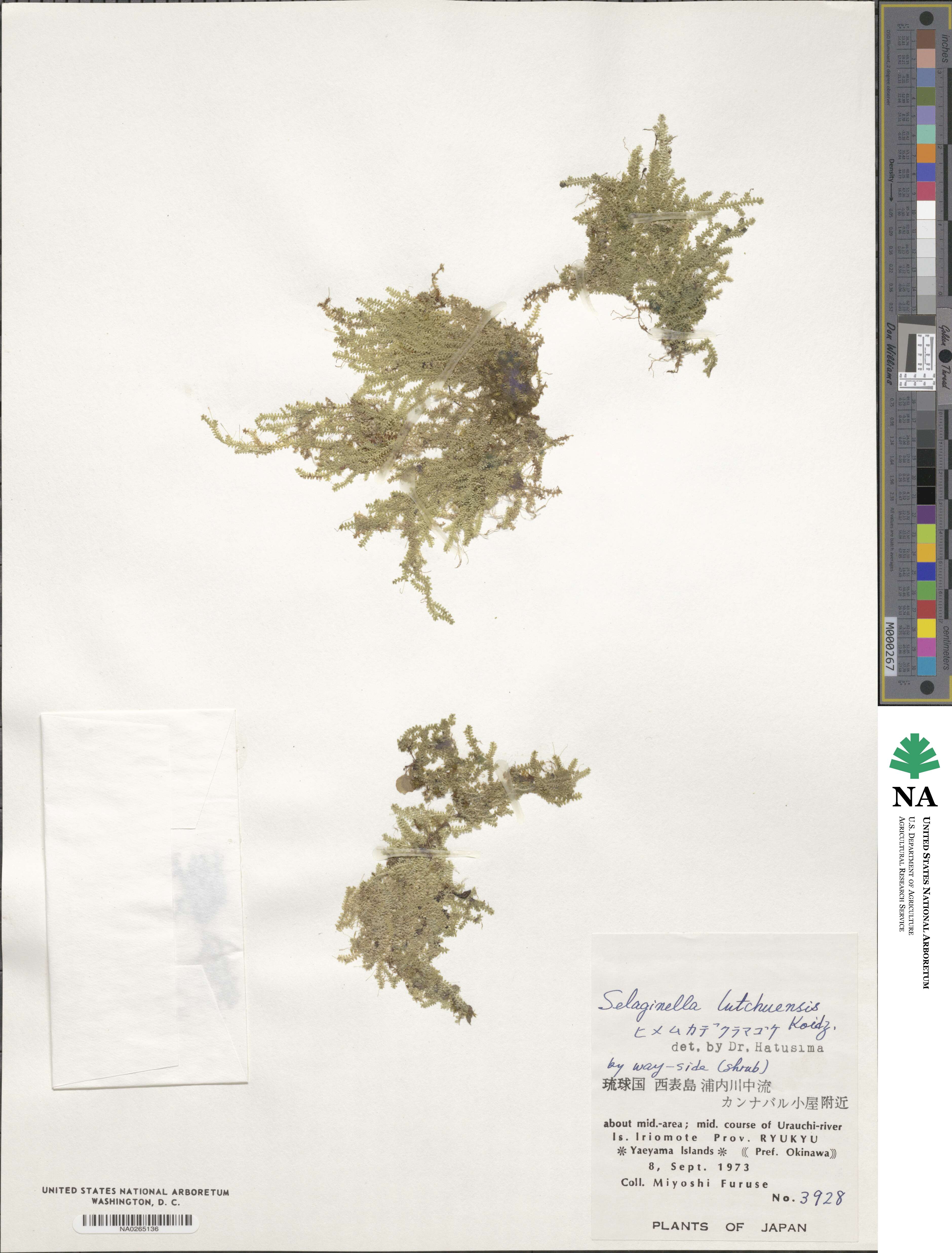 Selaginella lutchuensis image