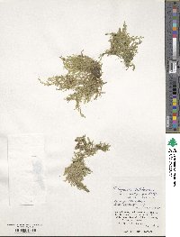 Selaginella lutchuensis image