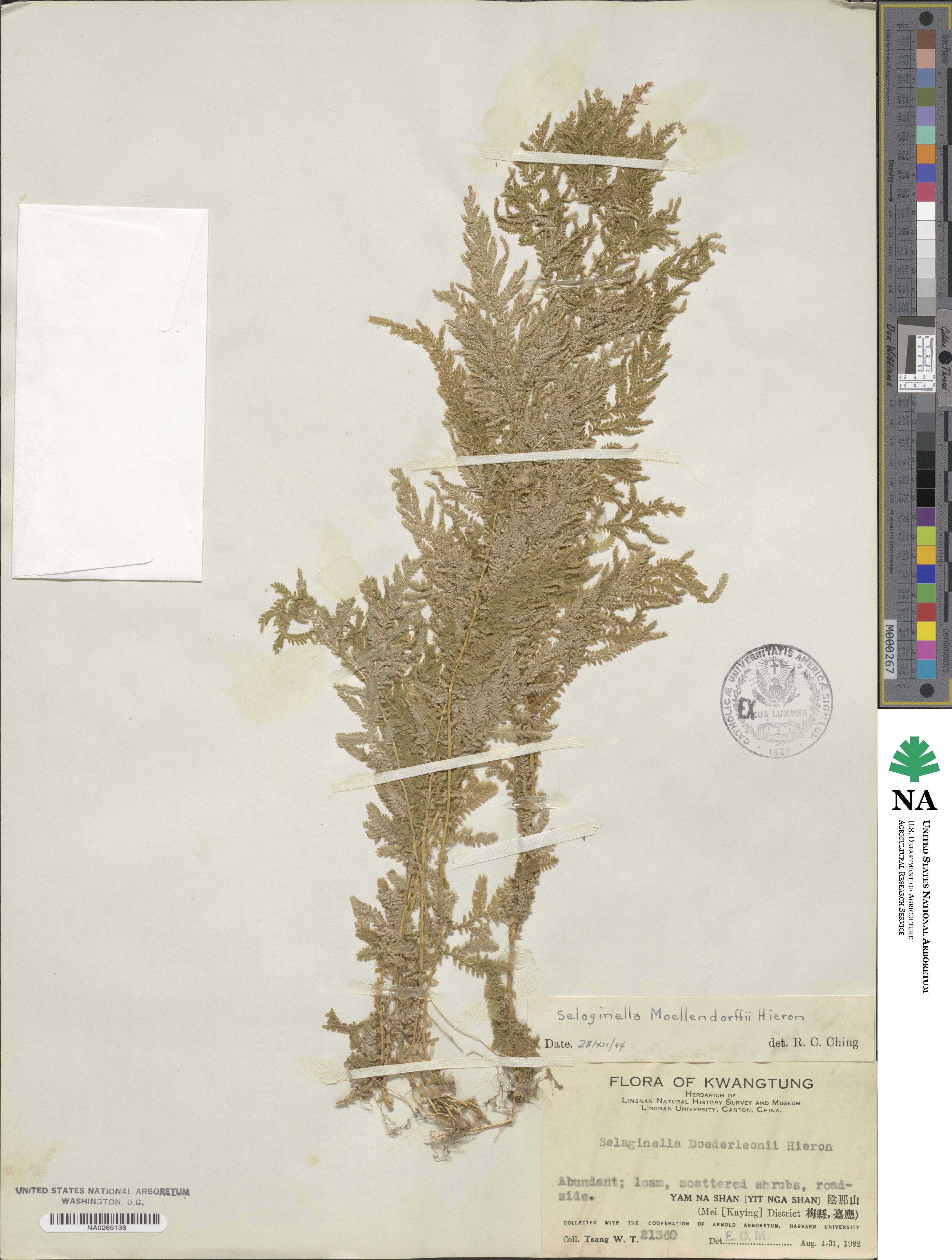 Selaginella moellendorffii image