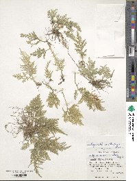 Selaginella moellendorffii image