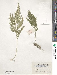 Selaginella moellendorffii image