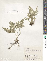 Selaginella moellendorffii image