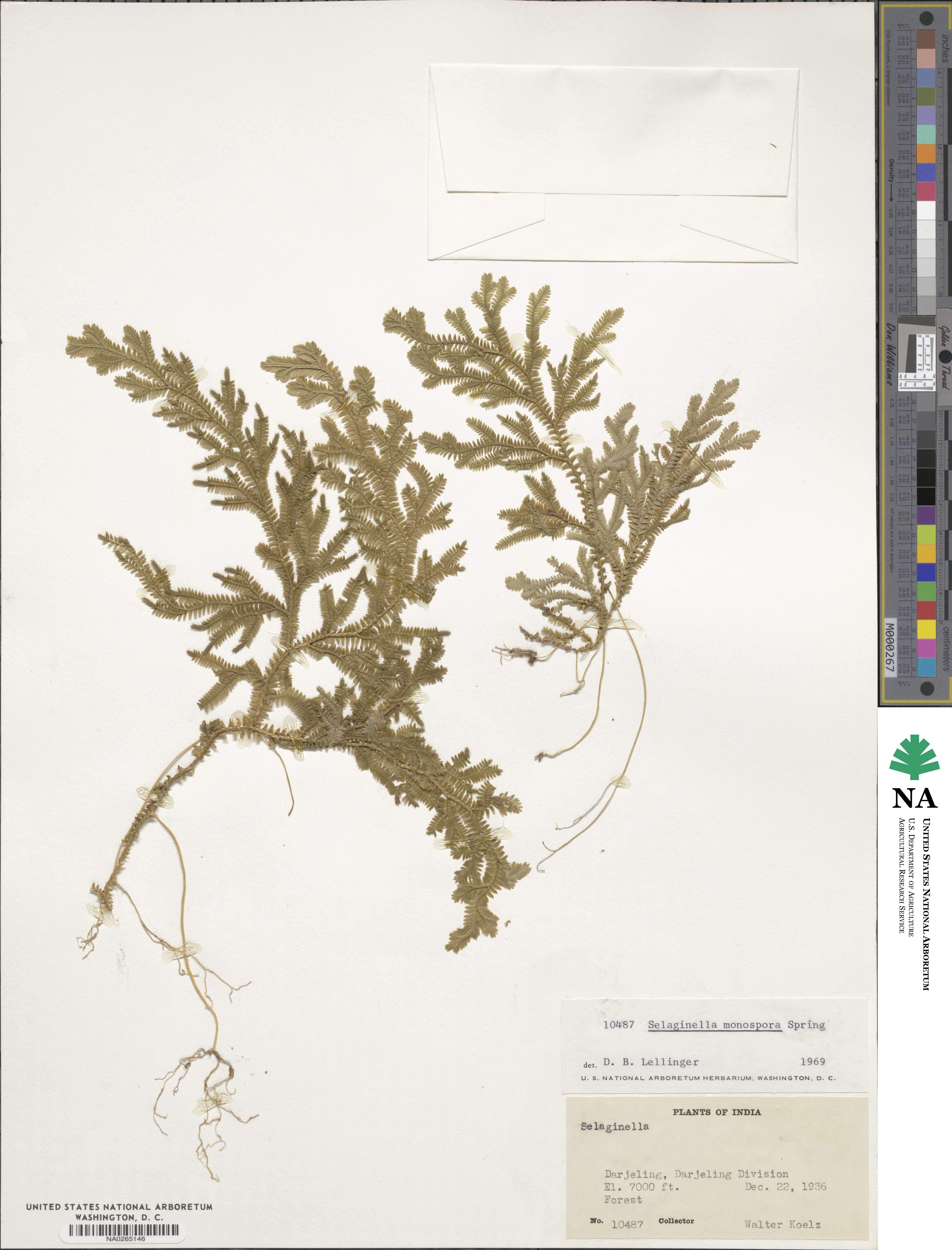 Selaginella monospora image