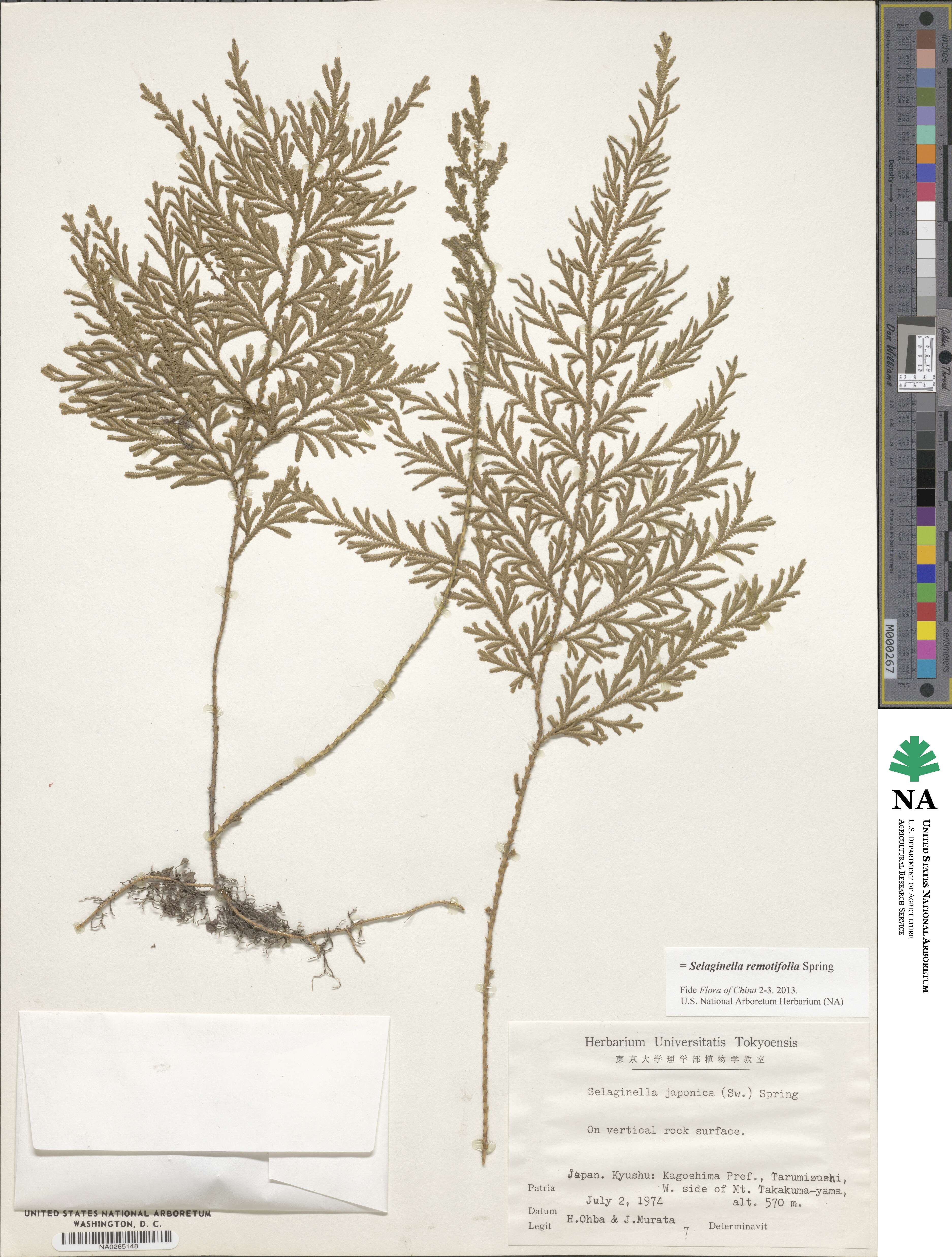 Selaginella remotifolia image