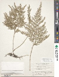 Selaginella remotifolia image