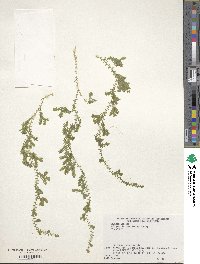 Selaginella remotifolia image