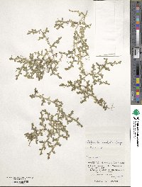 Selaginella remotifolia image