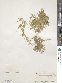 Selaginella remotifolia image