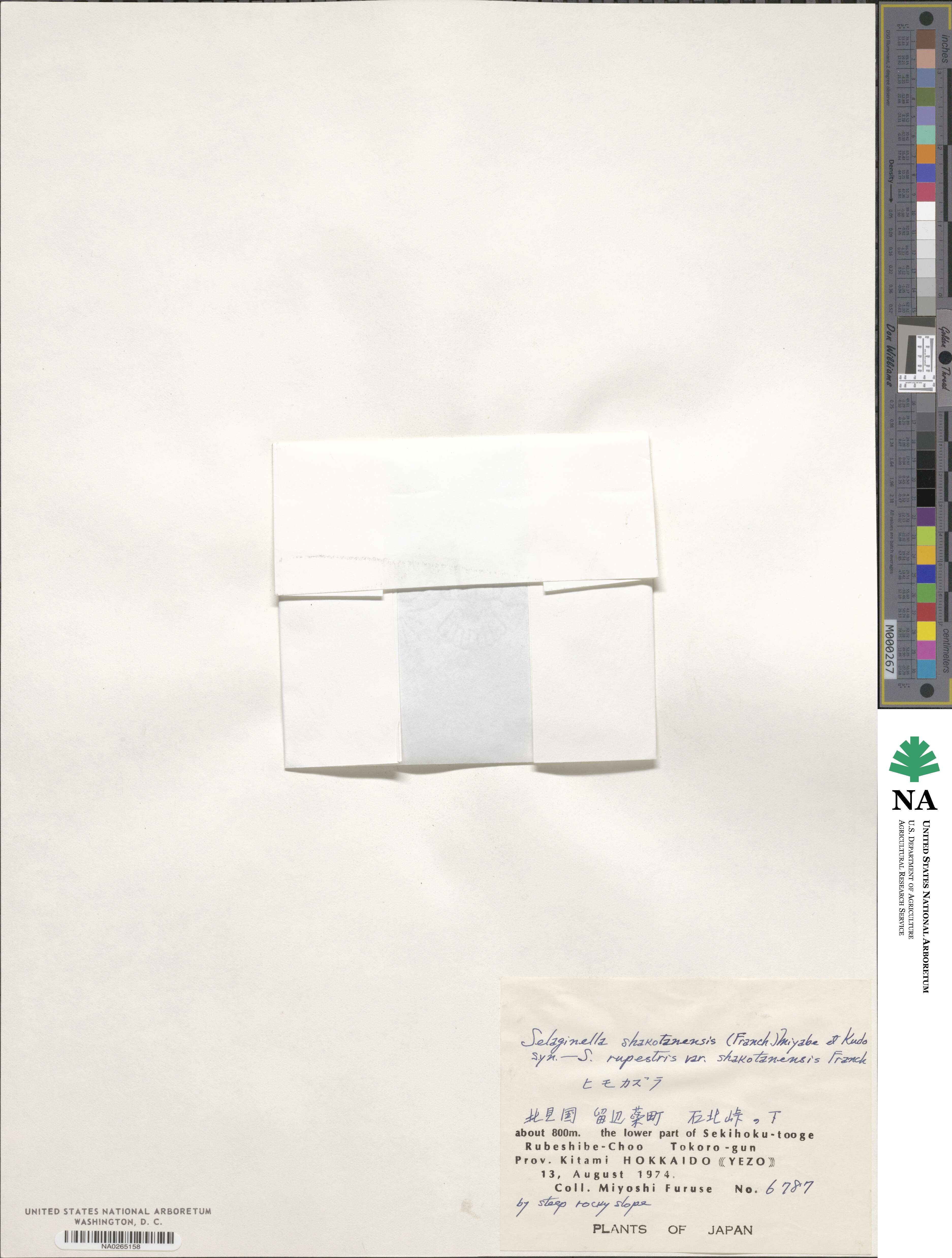 Selaginella shakotanensis image