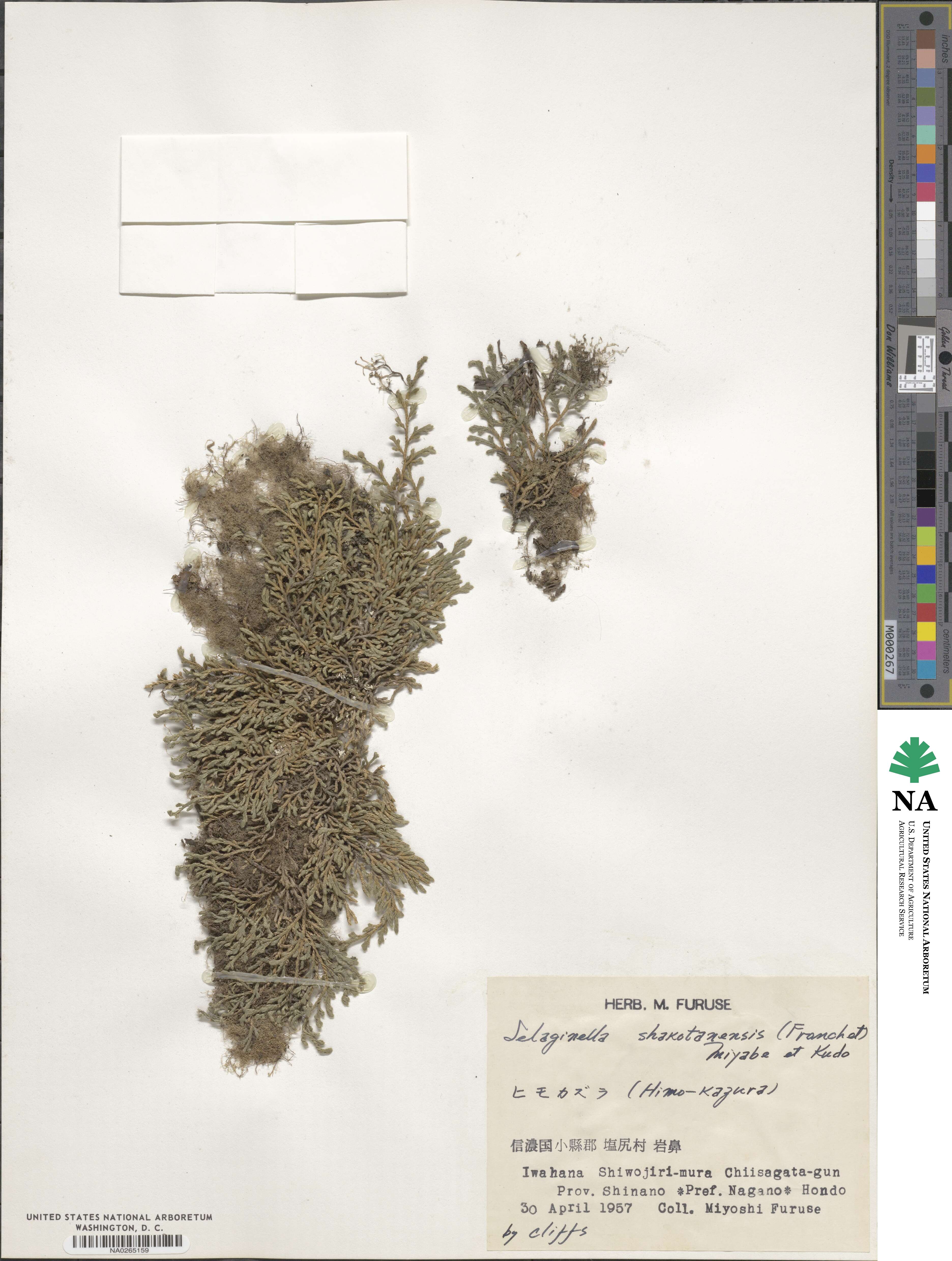 Selaginella shakotanensis image