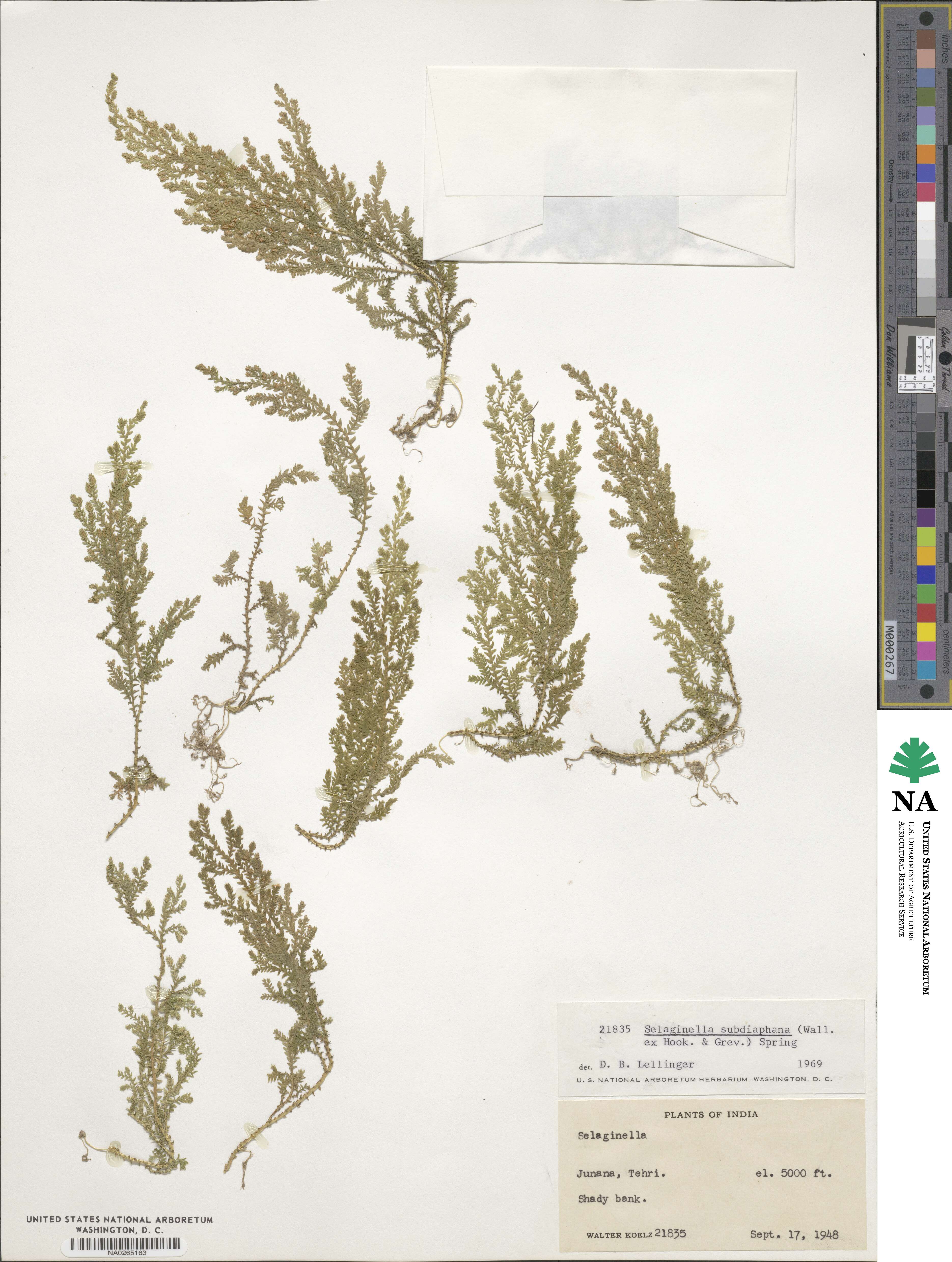 Selaginella subdiaphana image