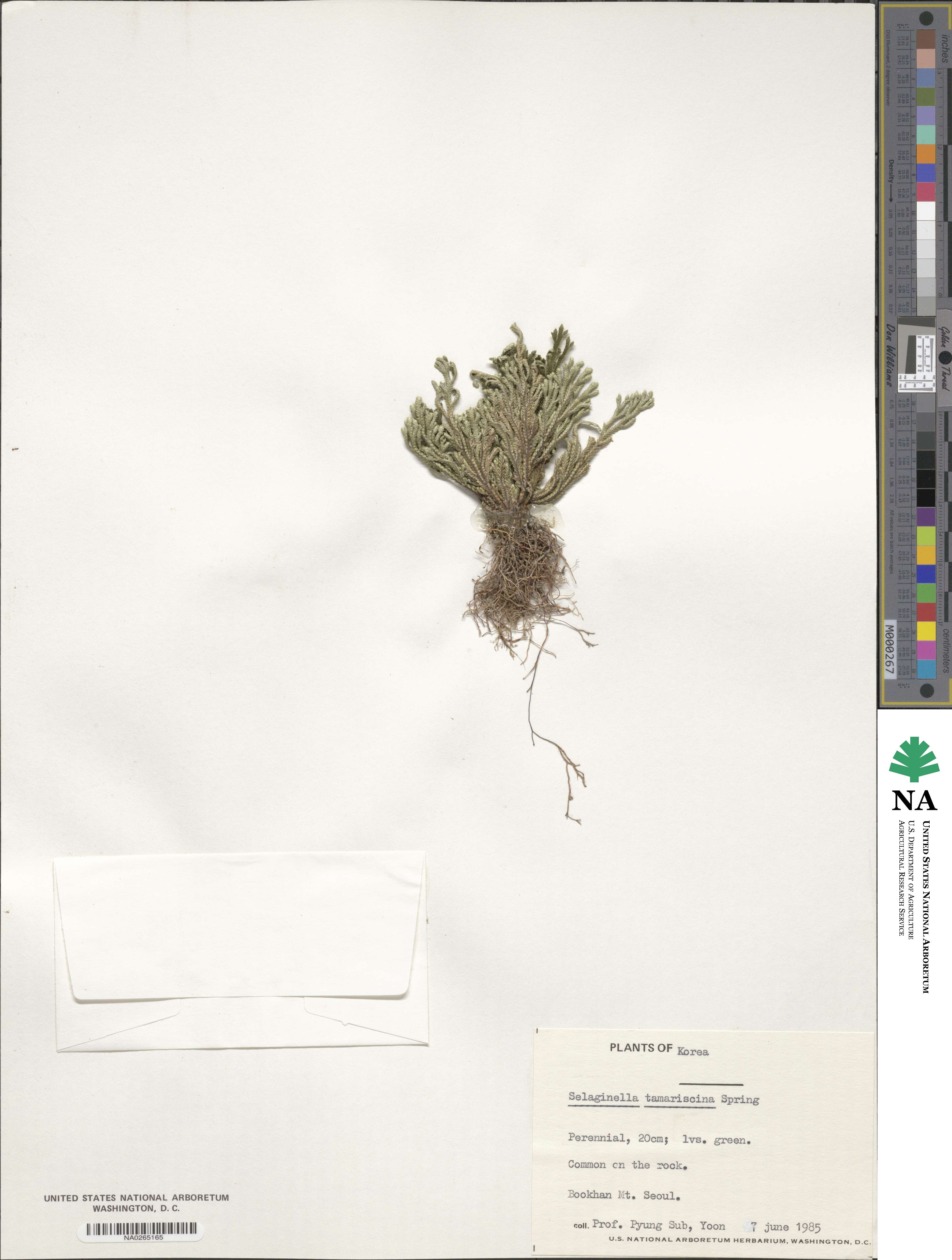 Selaginella tamariscina image