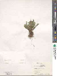 Selaginella tamariscina image