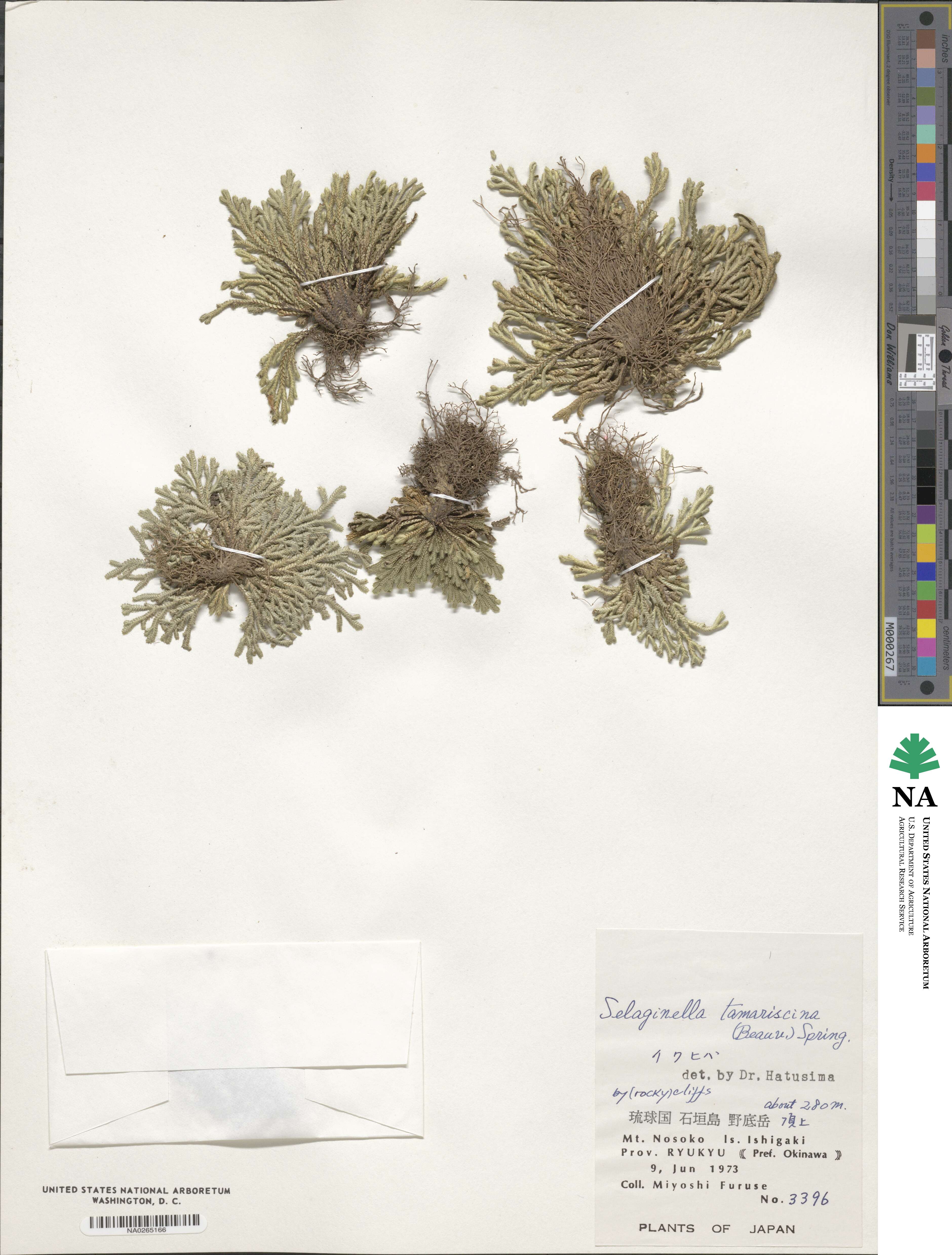 Selaginella tamariscina image