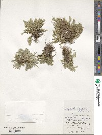 Selaginella tamariscina image