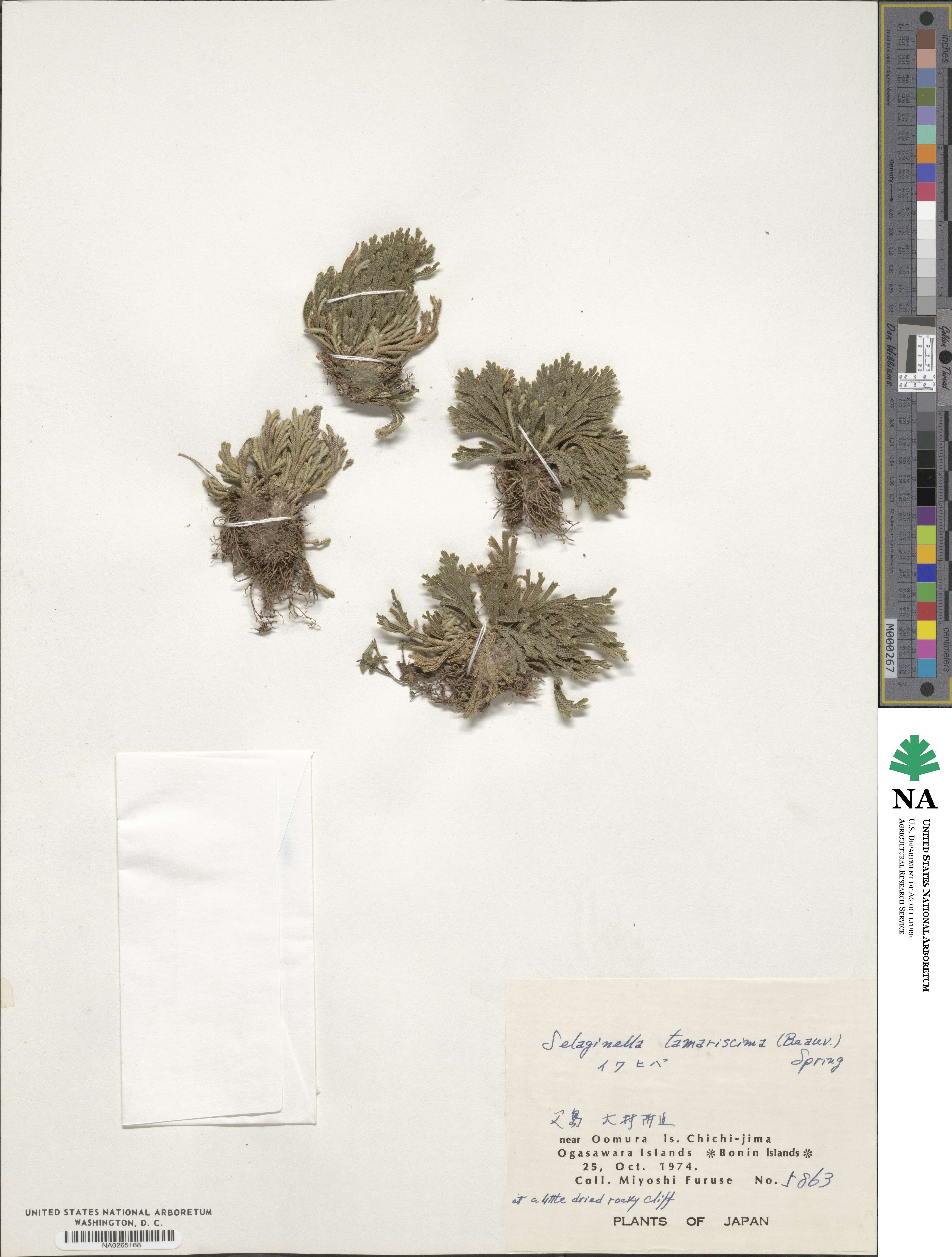 Selaginella tamariscina image