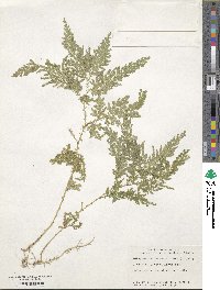 Selaginella uncinata image