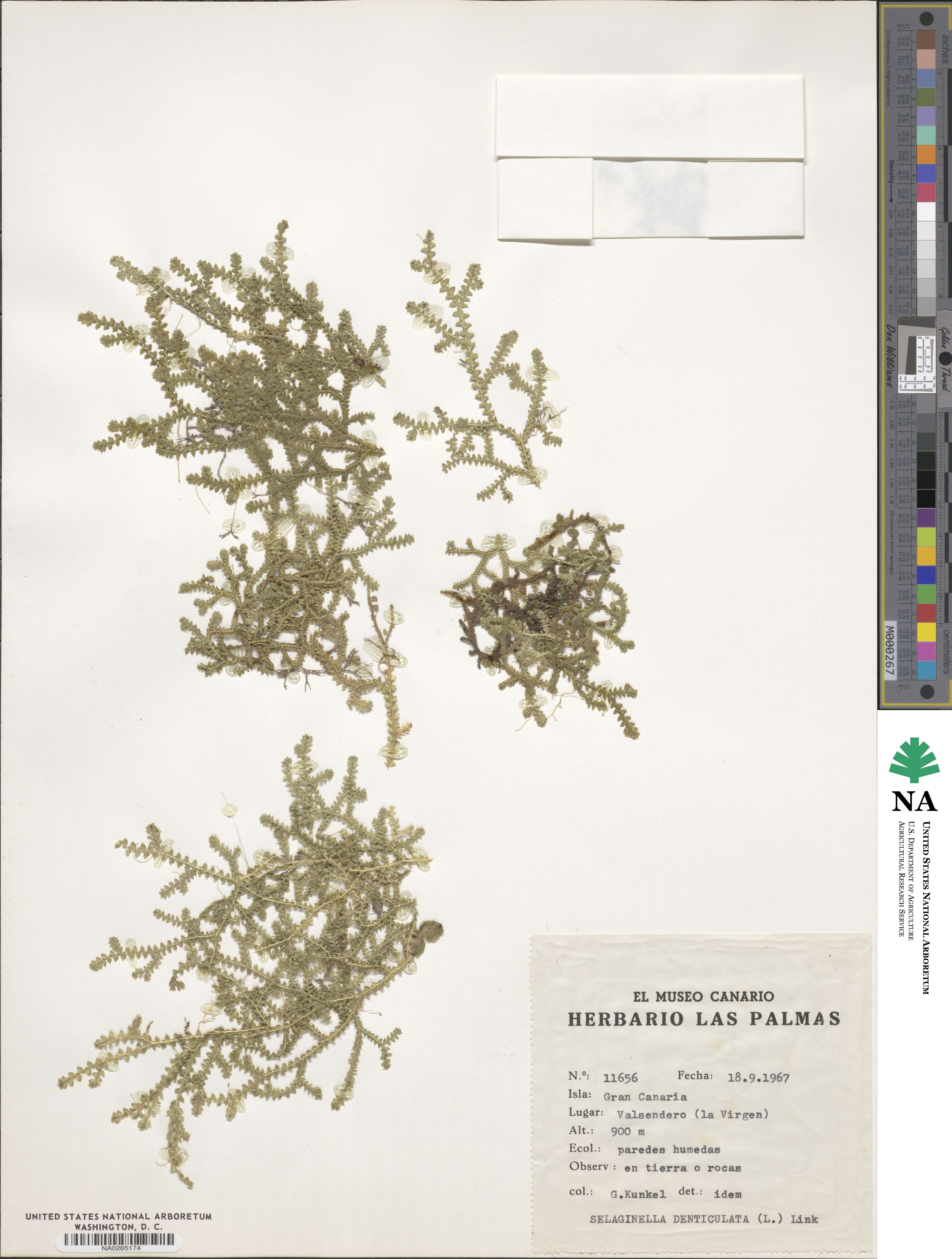 Selaginella denticulata image