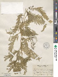 Selaginella delicatula image