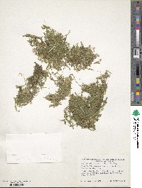 Selaginella apoda image