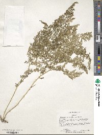 Selaginella braunii image