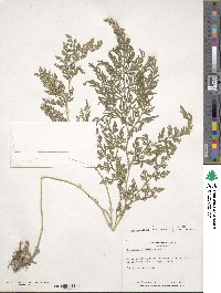 Selaginella braunii image