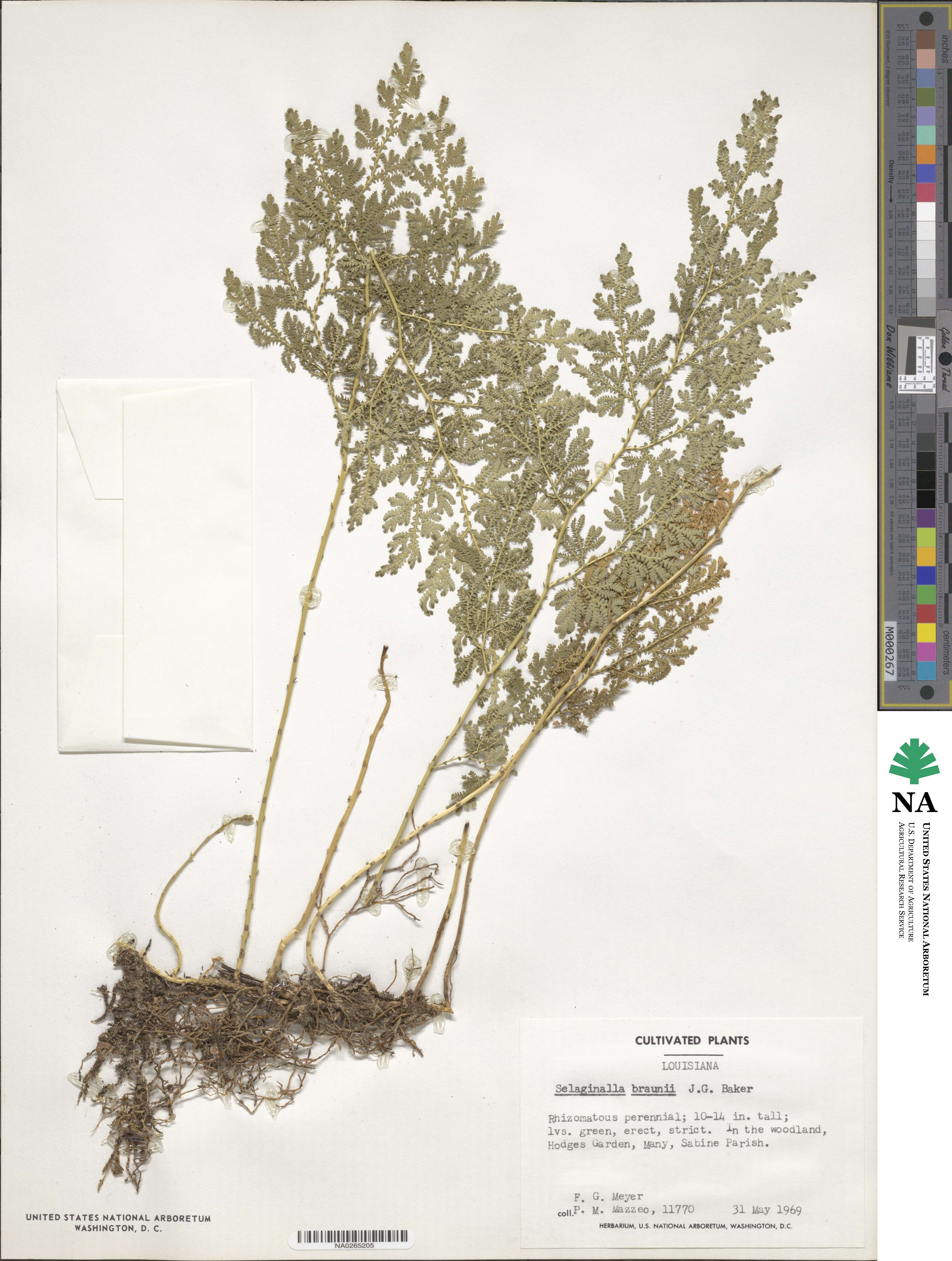 Selaginella braunii image