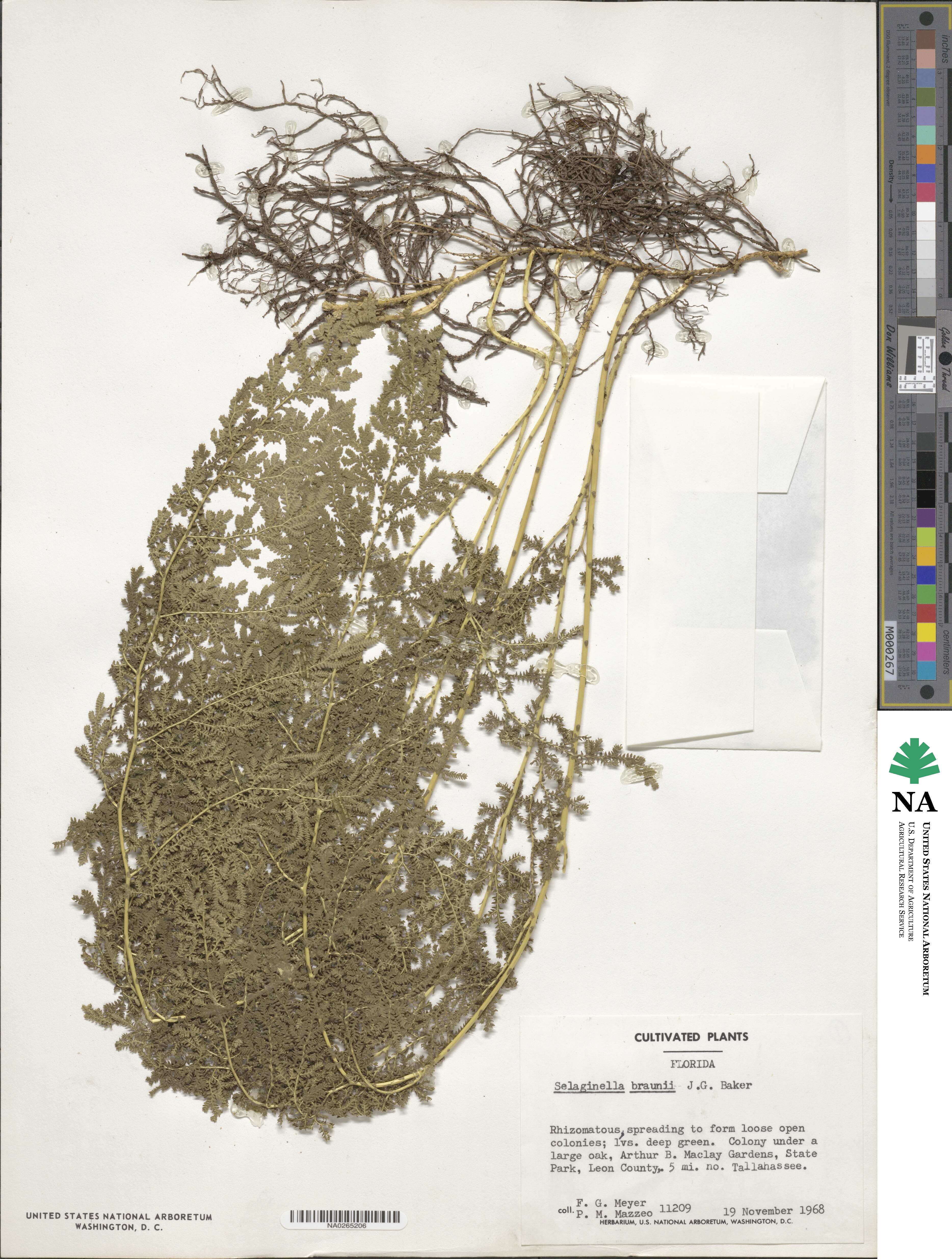 Selaginella braunii image