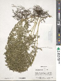 Selaginella braunii image