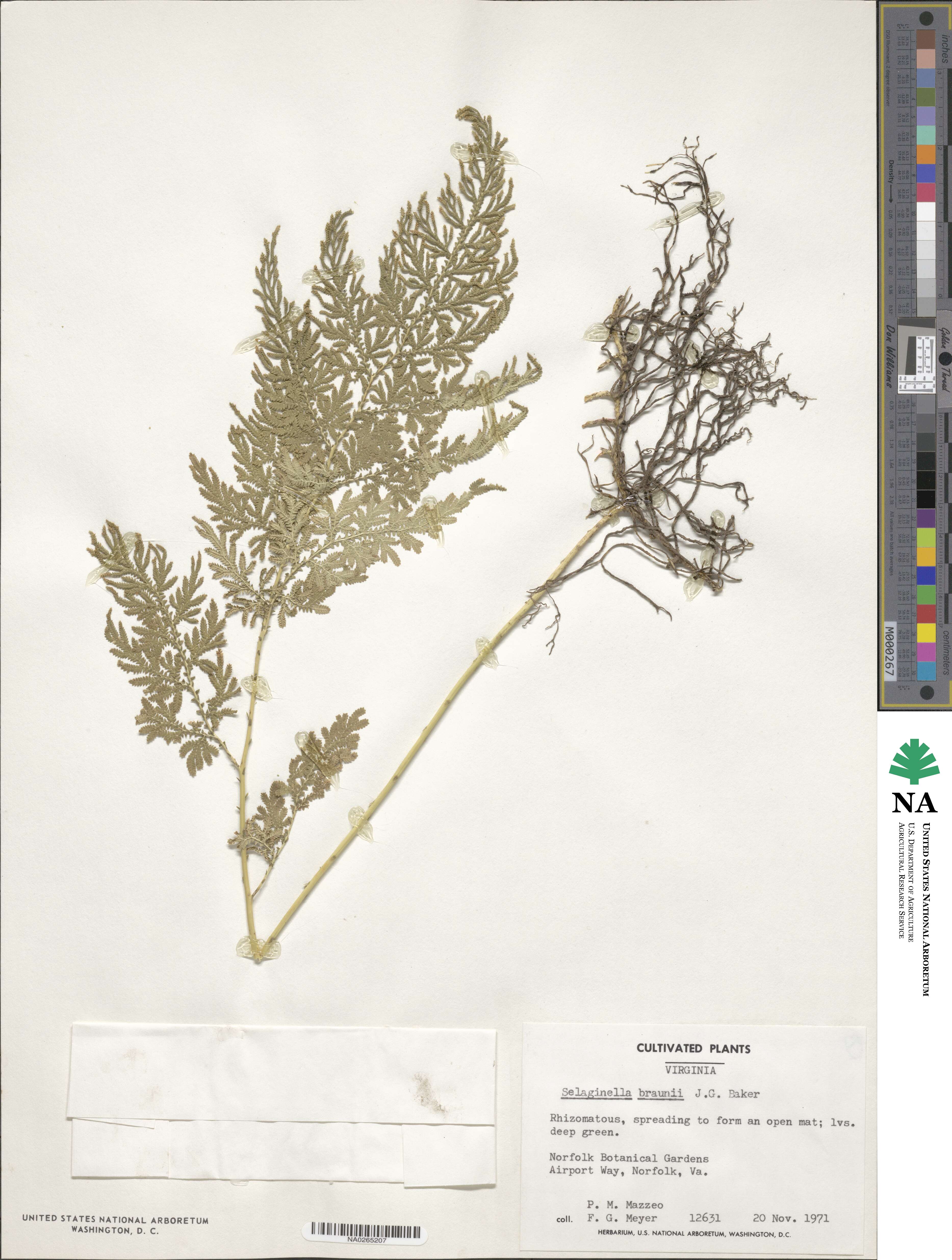 Selaginella braunii image