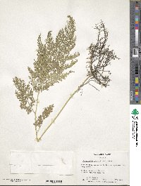 Selaginella braunii image