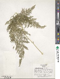 Selaginella braunii image