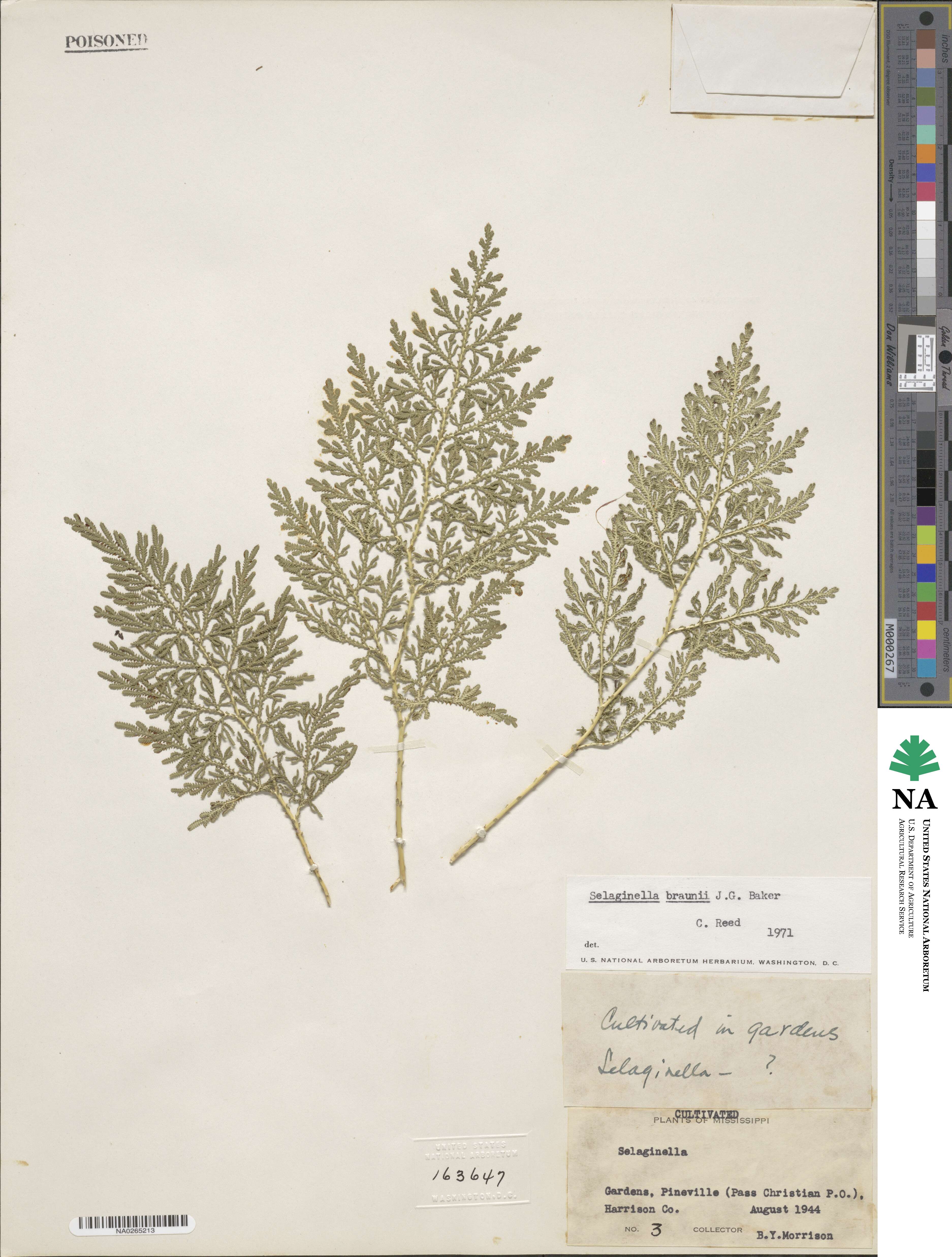 Selaginella braunii image