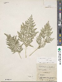 Selaginella braunii image