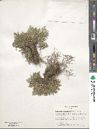 Selaginella tamariscina image