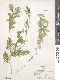 Selaginella uncinata image