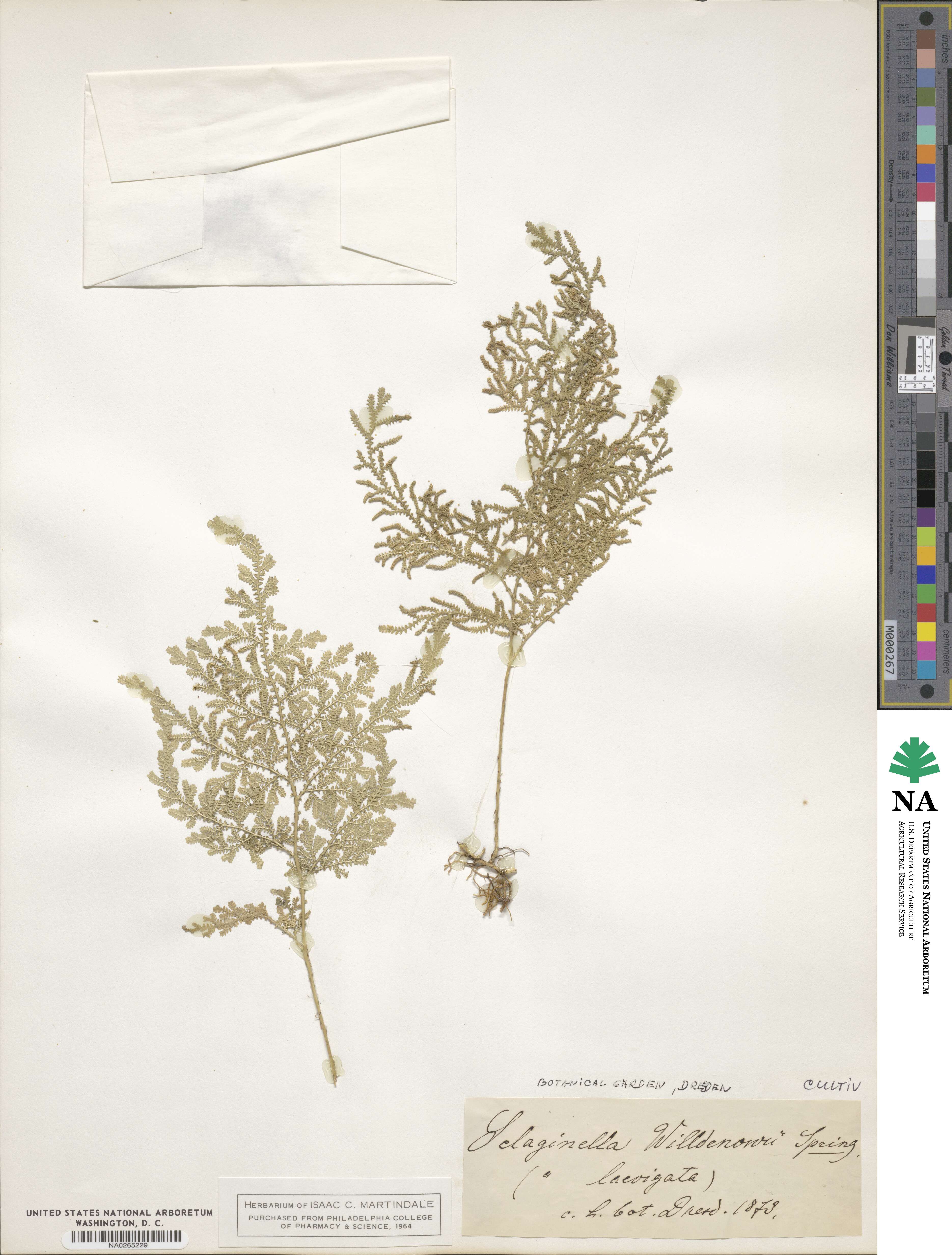 Selaginella willdenowii image